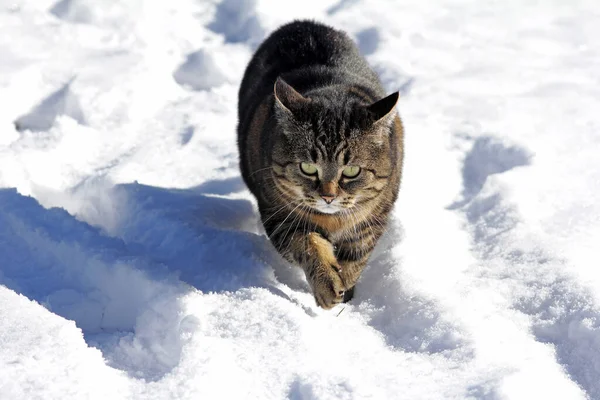 Una Gatta Femmina Cammina Attraverso Neve Inverno — Foto Stock