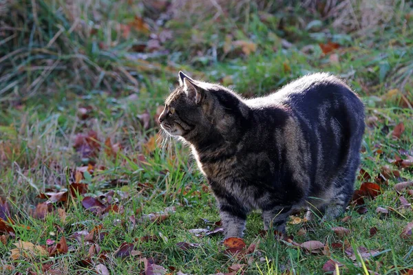Sonbaharda Güneşin Işığına Karşı Siyah Kahverengi Bir Kedi — Stok fotoğraf