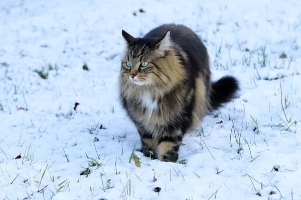 Uma Fêmea Norwegian Forest Cat Caminha Pela Neve Inverno — Fotografia de Stock