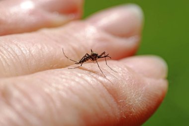Tehlikeli bir Asya sivrisineği (Aedes japonicus) bir kadının elinde.
