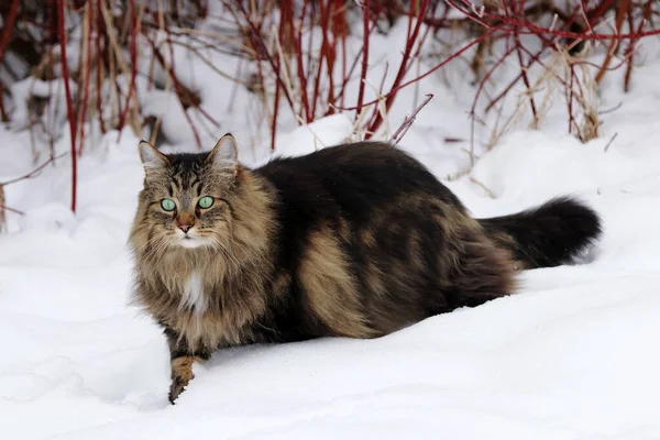 Una Femmina Gatto Della Foresta Norvegese Che Corre Attraverso Neve — Foto Stock