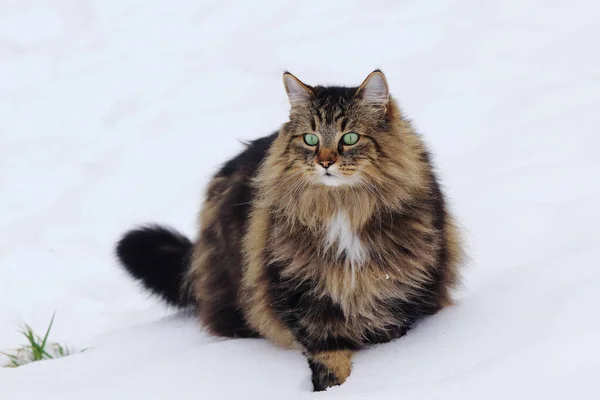 Досить Пухнаста Норвезька Лісова Кішка Снігу — стокове фото