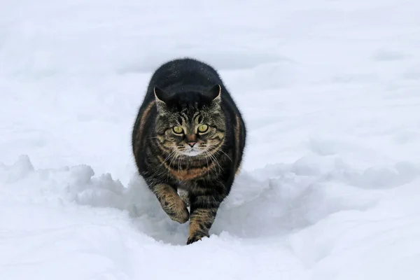 Gato Preto Marrom Atravessa Neve Profunda Inverno — Fotografia de Stock