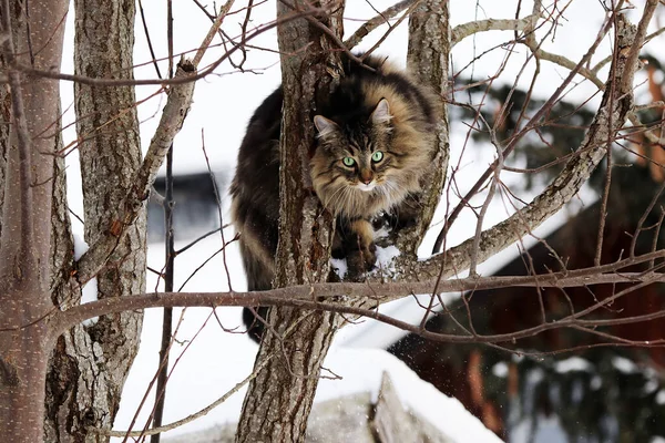 Лісова Кішка Вправно Вилізла Дерево Взимку — стокове фото