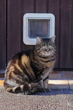 Bir kedi bir evde kedisinin önünde oturur.