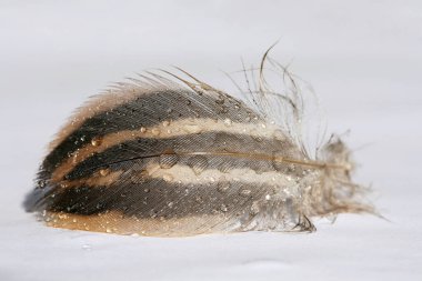 Bir su kuşu tüyü (su ördeği) ve yağmur damlası