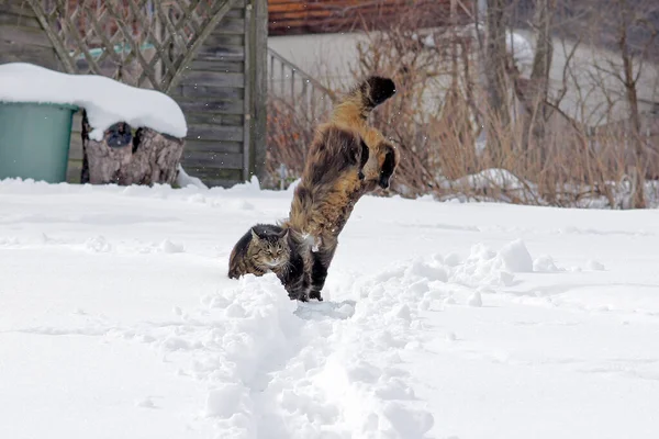 Due Gatti Che Giocano Saltano Nella Neve — Foto Stock