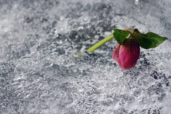 A snow Rose in the ice. The frozen flower