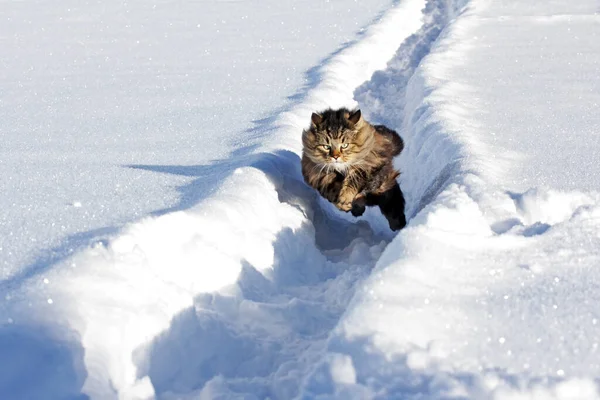 Gatto Della Foresta Norvegese Attraversa Neve Profonda Inverno — Foto Stock