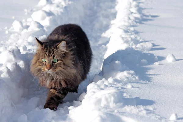 Pěkně Načechraná Kočka Norského Lesa Sněhu — Stock fotografie