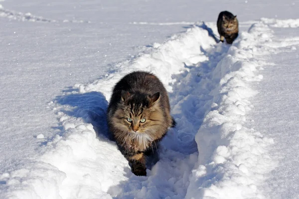 Due Gatti Corrono Insieme Attraverso Neve Profonda — Foto Stock