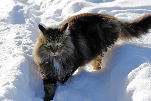 Una Femmina Piuttosto Soffice Norwegian Forest Cat Nella Neve — Foto Stock