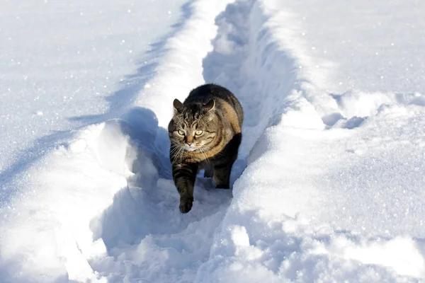 Gatto Nero Marrone Attraversa Neve Profonda Inverno — Foto Stock