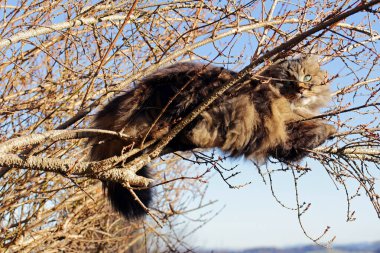 Bir Norveç Ormanı Kedisi Ağacın dallarında dinleniyor