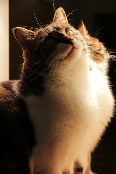 Little Cat Front Mirror Light — Stock Photo, Image