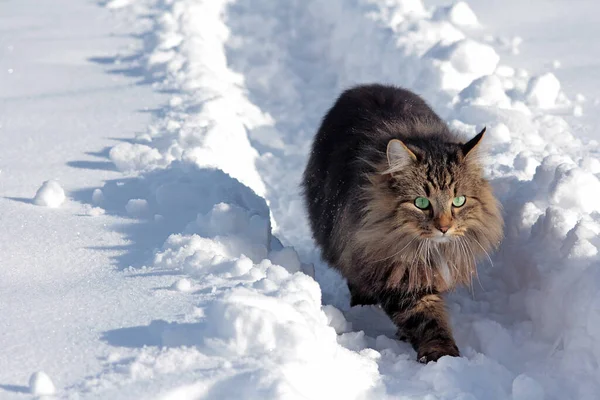 Una Graziosa Gatta Della Foresta Norvegese Nella Neve — Foto Stock