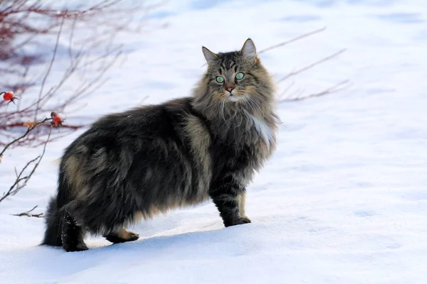 Una Femmina Piuttosto Soffice Norwegian Forest Cat Nella Neve — Foto Stock