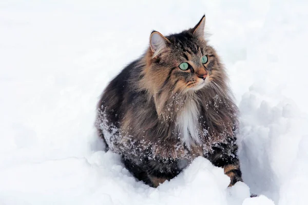 Ganska Fluffig Kvinna Norsk Skogkatt Snön — Stockfoto