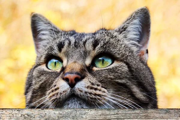Μια Περίεργη Γάτα Κρυφοκοιτάζει Πάνω Από Φράχτη Μια Γάτα Κοιτάζει — Φωτογραφία Αρχείου