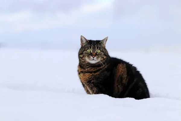 Grasso Gatto Soffice Siede Nella Neve Inverno — Foto Stock