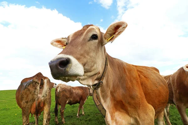 Bavyera Bir Çayırdaki Tuhaf Kahverengi Sığırlar Güzel Bir Bavyera Süt — Stok fotoğraf