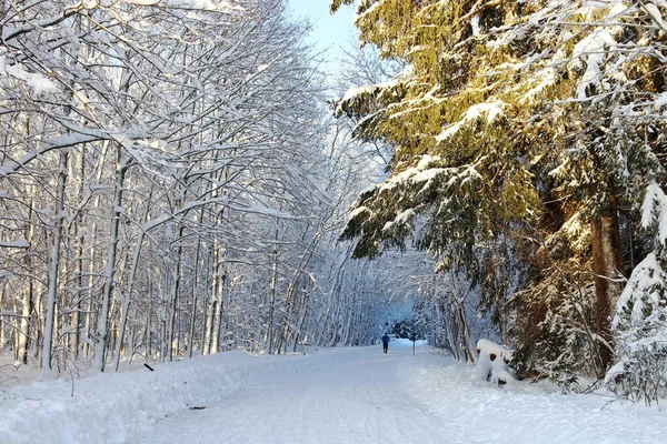 겨울에 나무로 눈덮인 도로를 조깅하는 — 스톡 사진