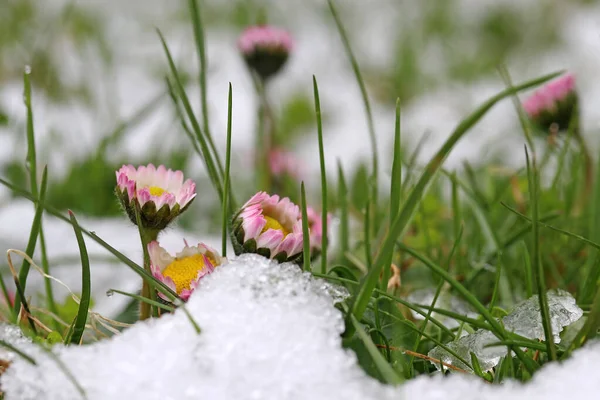 Baharda kar yağışı. Daisy soğuk kar altında çayırda