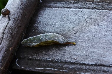 Sonbaharda yer ayazı - Koyu kahverengi tahta üzerinde donmuş yaprak