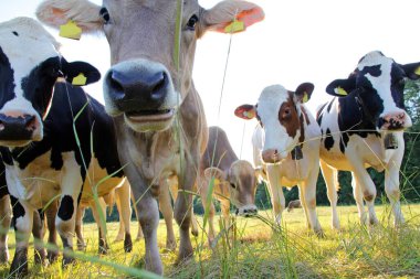 Genç kahverengi ve Simmental inekler akşam ışığında çayırda