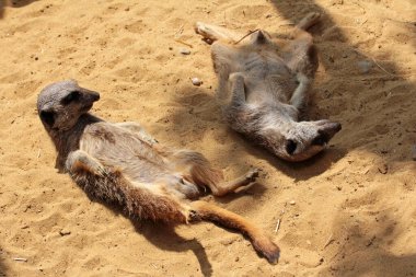 Two young meerkats enjoy the warm sand clipart