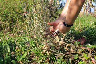 Bir kadın sonbahar çiçeklerini keser.