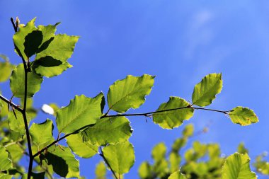 Mavi gökyüzüne karşı yeşil yapraklar. Ağaçta yeşil yapraklar