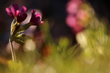 Çimenler ve çuha çiçekleri ile bahar arkaplanı