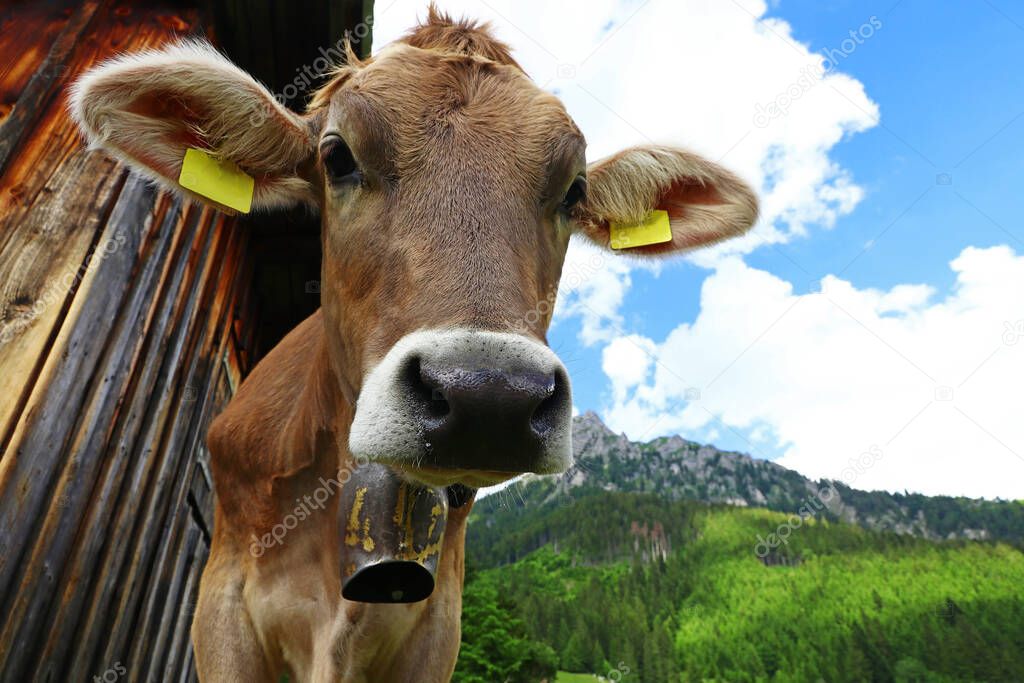 A young pretty brown cattle in the mountains of Bavaria 