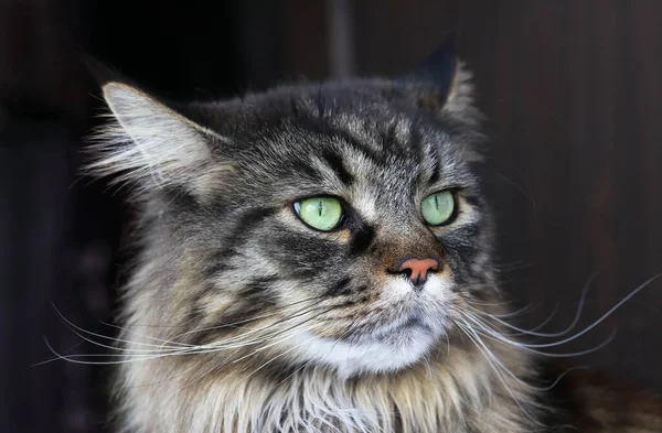 Twarz Pięknego Kota Maine Coon — Zdjęcie stockowe