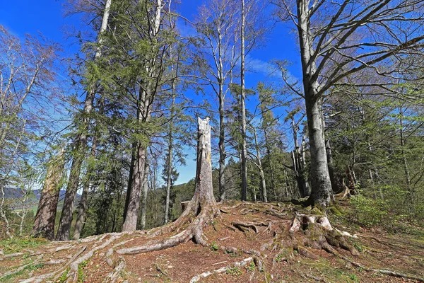 Alpler Orman Yok Oluyor Dağ Ormanındaki Kırık Ağaçlar — Stok fotoğraf