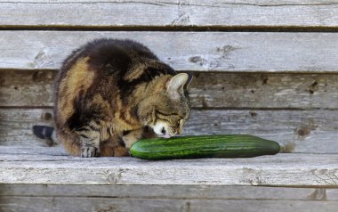 Kediler salatalığı sever. Bir kedi salatalığı yalıyor.