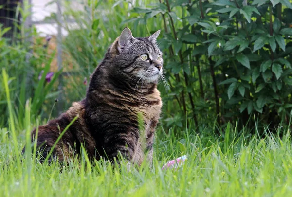 Curious Cat Sits Grass Her Toy — Stock Photo, Image