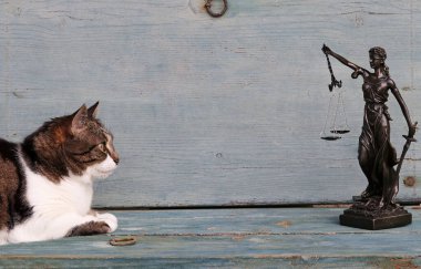 Hayvanların hakları. Tahta bir arka planda bir kedi ve bir Justitia figürü