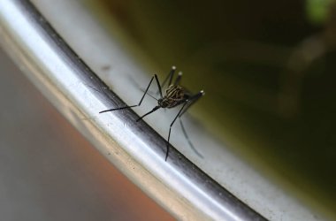 Ön taraftan bir Asya çalı sivrisineğinin (Aedes japonicus) yakın çekimi. Çizgili bir sivrisineğin hortumlarını ısırıyor.