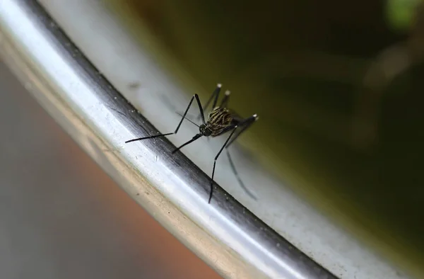 Primer Plano Mosquito Arbusto Asiático Aedes Japonicus Desde Parte Delantera —  Fotos de Stock
