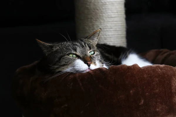 A small cat sleeps on a scratching post with plush bed