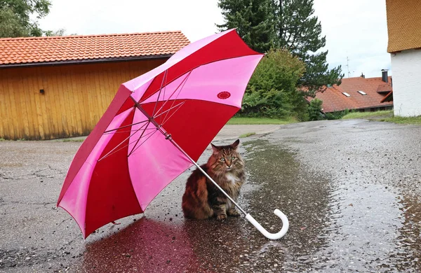 Par Temps Pluvieux Les Chats Veulent Aussi Parapluie — Photo