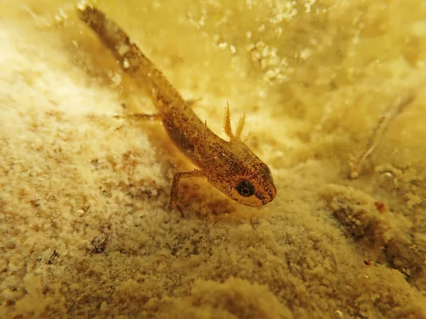 池の中の若い巣の水中写真 山小屋の古い幼虫 — ストック写真