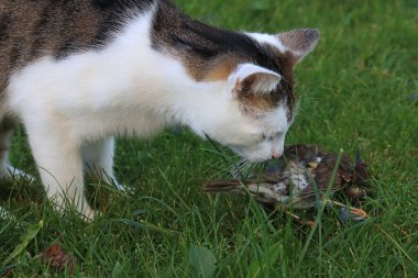 Bir kedi bir kuş yakaladı ve onu yemek istiyor.