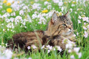 Norveç Ormanı Kedisi, karahindiba ve köpük çiçeklerle dolu bir çayırda baharın tadını çıkarır.