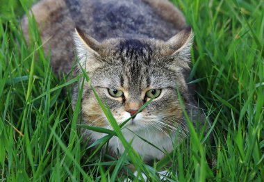 Otların arasında saklanan küçük şişman bir kedinin komik fotoğrafı.