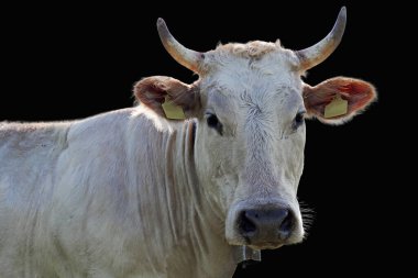 Siyah arka planda izole edilmiş boynuzları ve çanı olan güzel beyaz inek.