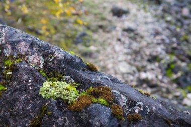 Parkta büyük bir taş var Beyaz dağ, Karelia