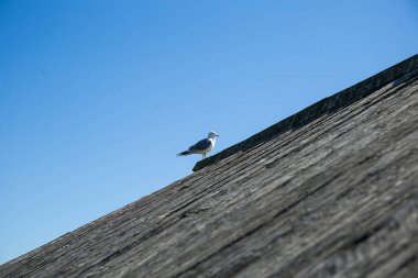 Karelia 'daki Kizhi adasının eski, gri ahşap çatısındaki martı.